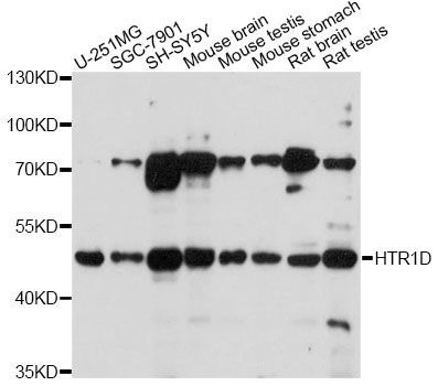 Western blot - HTR1D antibody (144-61318)