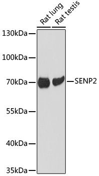 Western blot