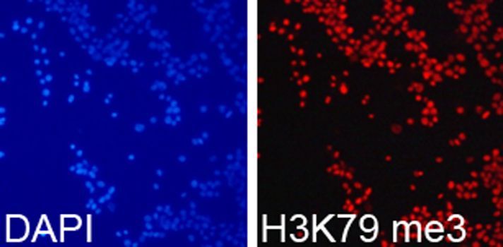 Immunofluorescence - TriMethyl-Histone H3-K79 pAb (144-61342)