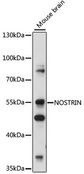 Western blot
