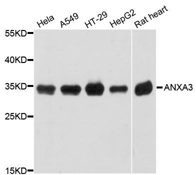Western blot - ANXA3 antibody (144-012379)
