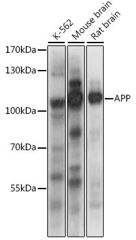 Western blot