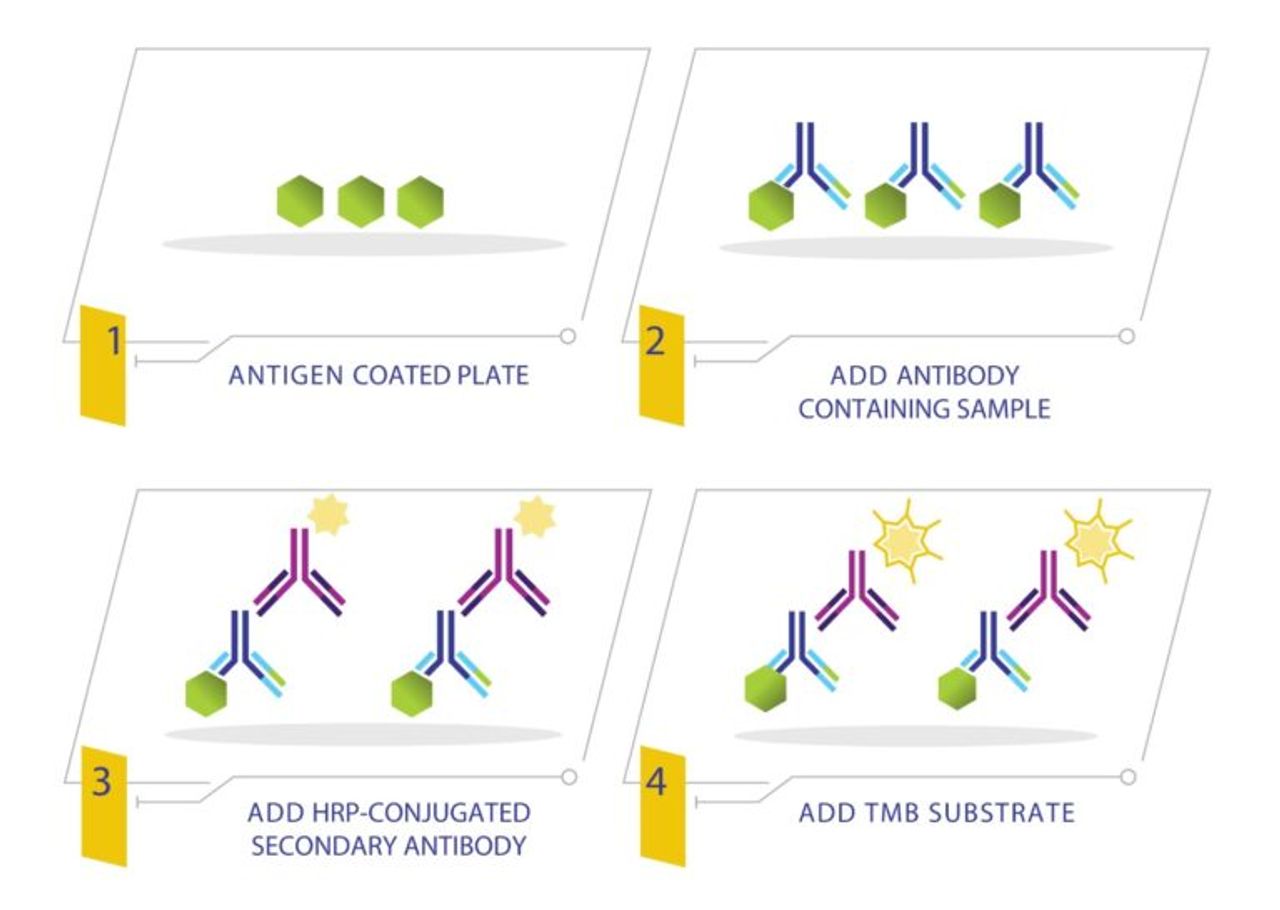 Antibody detection using indirect ELISA
