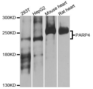 Western blot - PARP4 Polyclonal Antibody (144-08343)