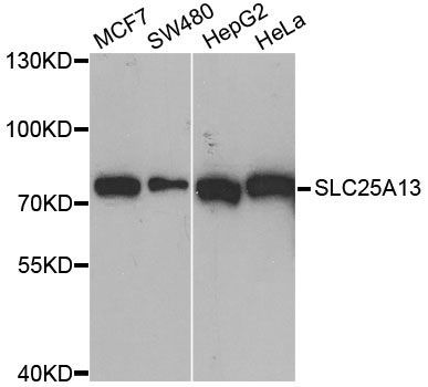 Western blot - SLC25A13 Polyclonal Antibody (144-012557)