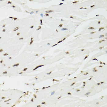 Immunohistochemistry - EDF1 Polyclonal Antibody (144-02283)
