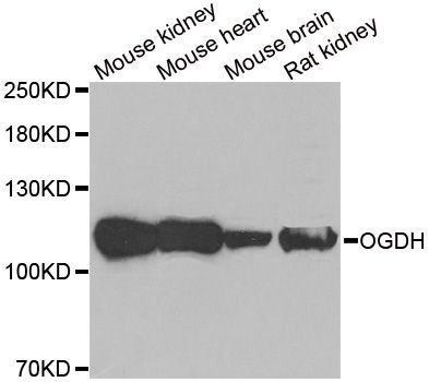 Western blot - OGDH Polyclonal Antibody (144-06391)