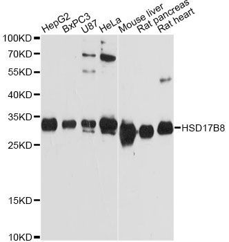 Western blot - HSD17B8 Antibody (144-012947)