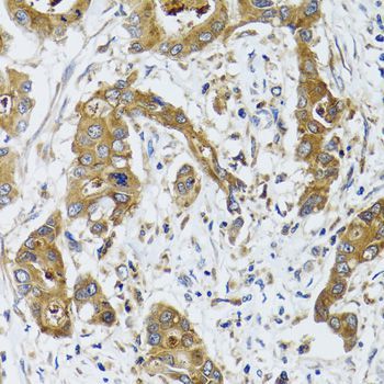 Immunohistochemistry - BLZF1 Polyclonal Antibody (144-06430)