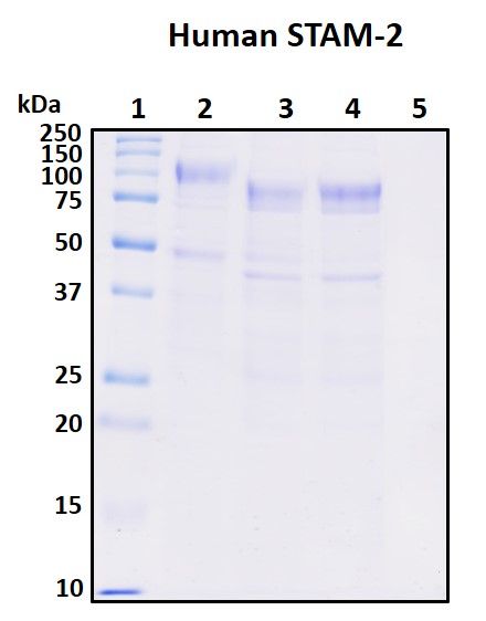 SDS-PAGE