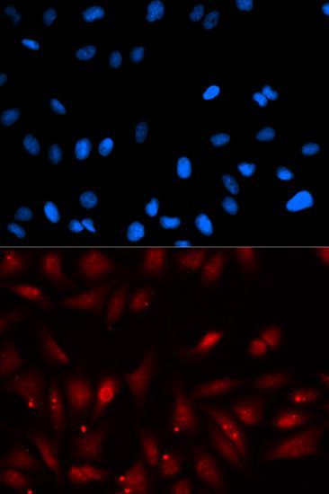 Immunofluorescence - PA2G4 antibody (144-05376)