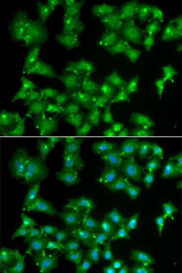 Immunofluorescence - ELF3 antibody (144-06371)