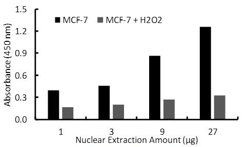 Transcription factor assay of ER-alpha from nuclear extracts of MCF-7 cells or MCF-7 cells treated with H2O2 (200uM) for 3 hr with RayBio Activity Assay Kit