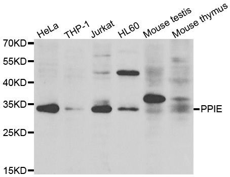 Western blot - PPIE antibody (144-07061)