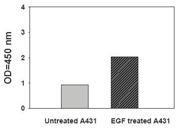 EphB3-Recombinant-Human-EGF-Stimulation-of-A431-Cell-Lines