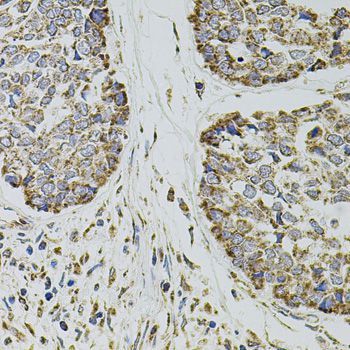 Immunohistochemistry - SELP antibody (144-01425)