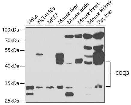 Western blot