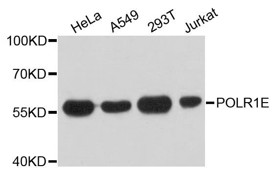 Western blot - POLR1E Polyclonal Antibody (144-12700)