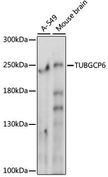 Western blot - TUBGCP6 antibody (144-015921)
