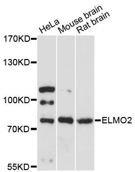 Western blot - ELMO2 antibody (144-60481)