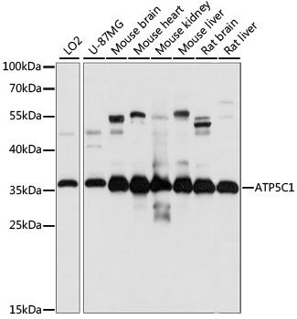 Western blot - ATP5C1 antibody (144-60964)