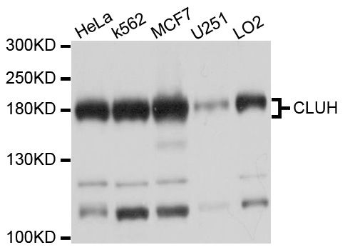 Western blot - CLUH Polyclonal Antibody (144-010140)