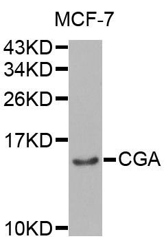 Western blot - CGA Polyclonal Antibody (144-01239)