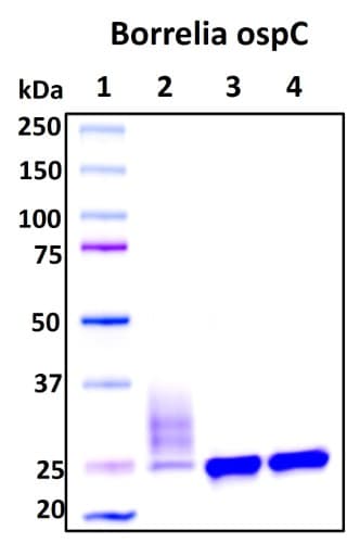 SDS-PAGE Image