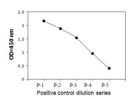 SCFR (Phosphotyrosine)- Positive Control