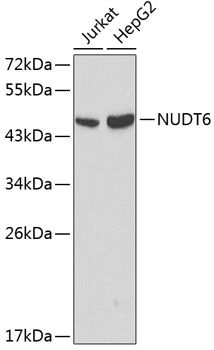 Western blot