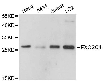 Western blot - EXOSC4 antibody (144-09147)
