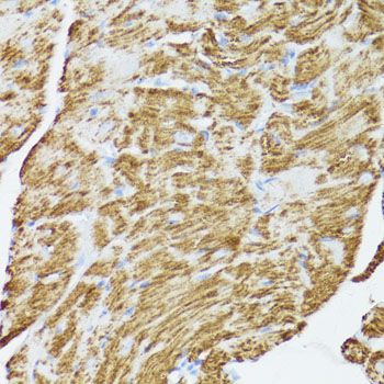 Immunohistochemistry - CYCS antibody (144-60334)