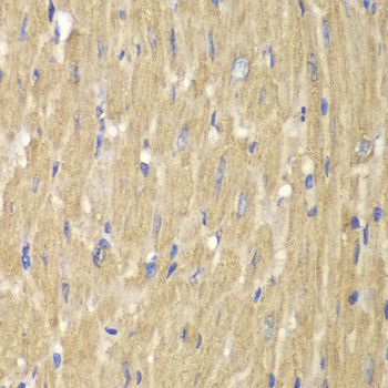 Immunohistochemistry - NCF2 antibody (144-01178)
