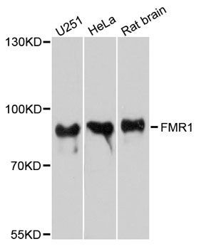 Western blot - FMR1 Polyclonal Antibody (144-06092)