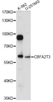 Western blot - CBFA2T3 antibody (144-014712)