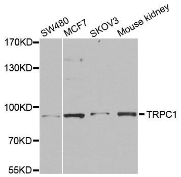 Western blot - TRPC1 antibody (144-12525)