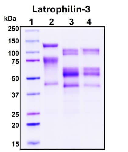 SDS-PAGE Image