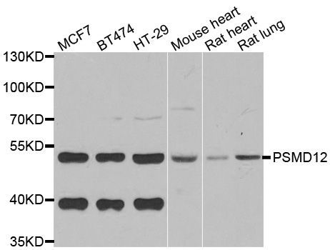 Western blot - PSMD12 antibody (144-06708)