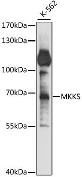 Western blot