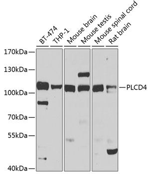Western blot