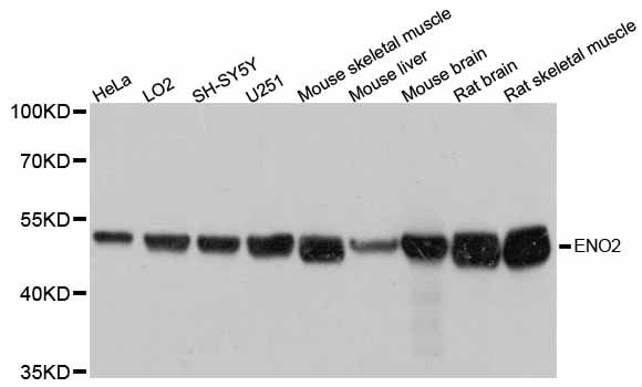 Western blot - ENO2 antibody (144-012341)