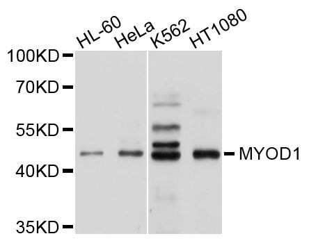 Western blot - MYOD1 Polyclonal Antibody (144-00671)