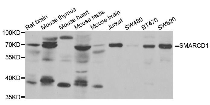 Western blot - SMARCD1 antibody (144-06310)