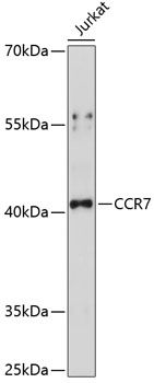 Western blot