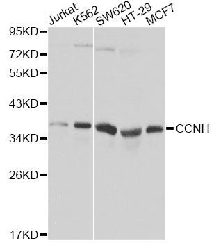 Western blot - CCNH Polyclonal Antibody (144-00995)