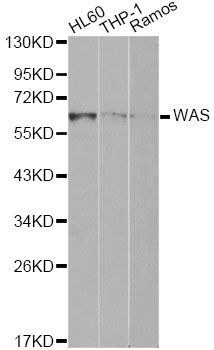 Western blot - WAS Polyclonal Antibody (144-00978)