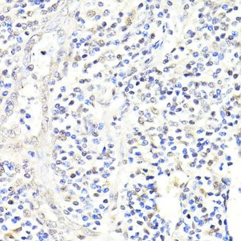 Immunohistochemistry - FKBP5 antibody (144-61373)