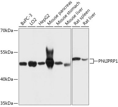 Western blot