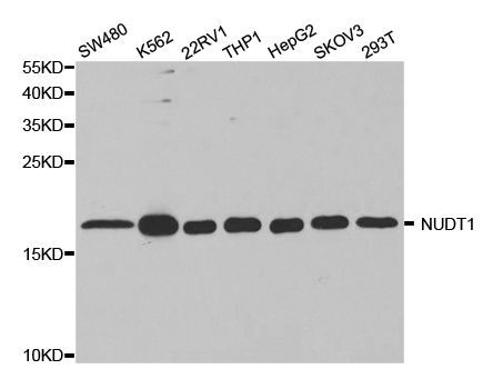 Western blot - NUDT1 antibody (144-05474)