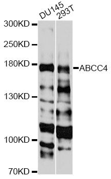 Western blot - ABCC4 Polyclonal Antibody (144-02198)
